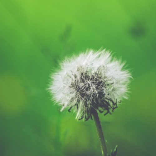 allergie